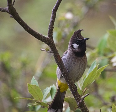 Himalayan bulbul